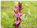 Anacamptis collina